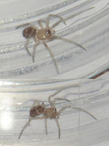 Steatoda grossa